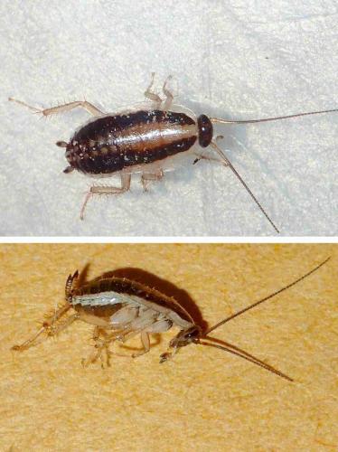 Blattella asahinai